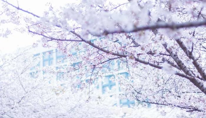 同济大学在哪里 同济大学在哪个城市