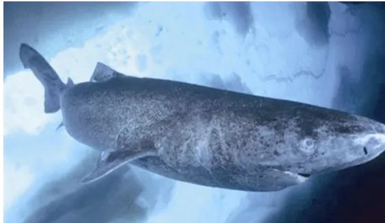 格陵兰鲨鱼寿命为什么这么长