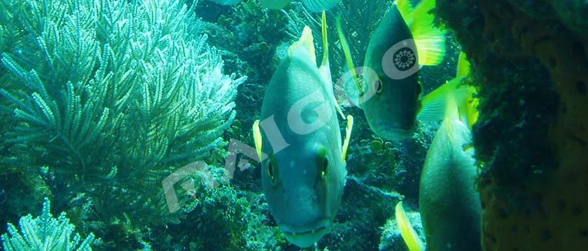 【鲷鱼】鲷鱼的种类有哪些 鲷鱼的做法