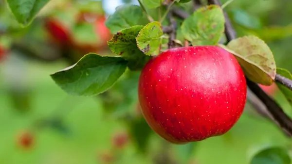 黑眼圈怎么快速去掉