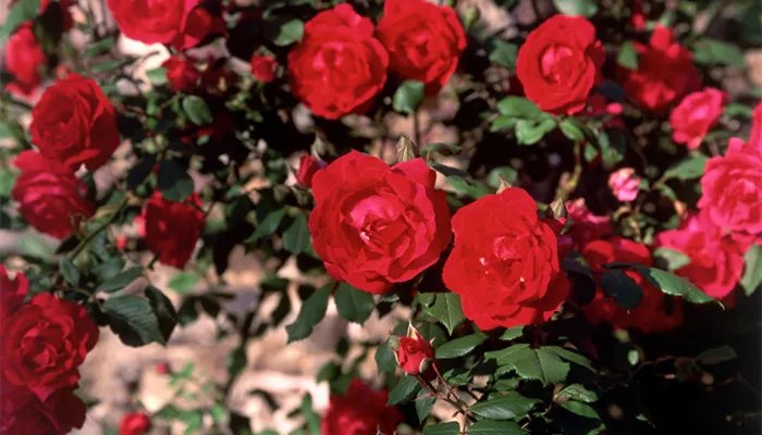 摩羯座最配什么星座的男生