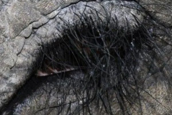 十大最奇特的动物眼睛