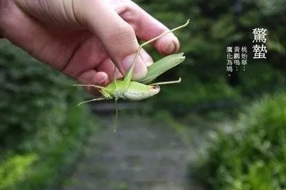 惊蛰怎么读，惊蛰怎么读，惊蛰广东话怎么读