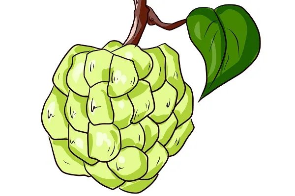 释迦果的功效与作用