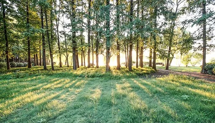 乔木和灌木的区别 乔木和灌木的区别在哪里