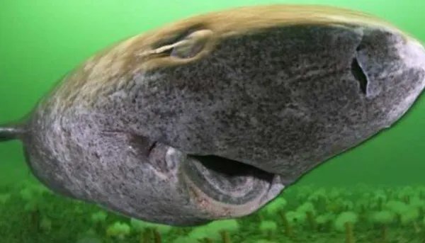 格陵兰鲨鱼寿命为什么这么长