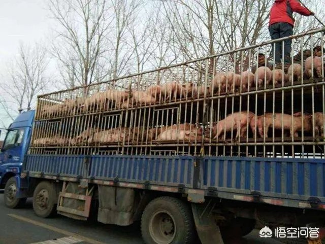 2018年下半年生猪价格走势