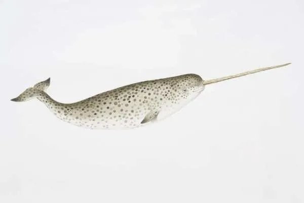 头上长尖角的鱼叫什么图片