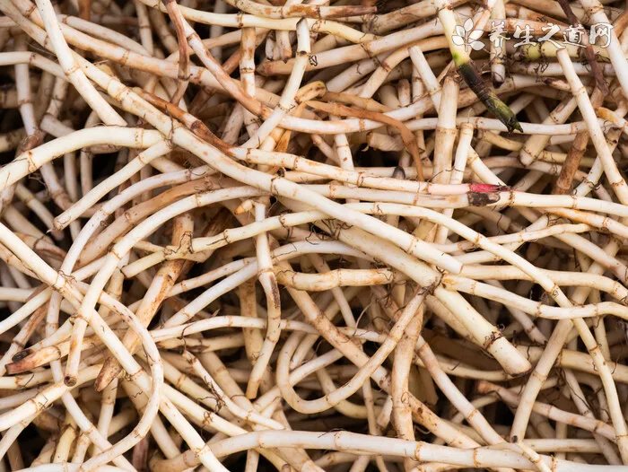 怎样用花椒治痔疮？花椒为什么能治痔疮？[图]