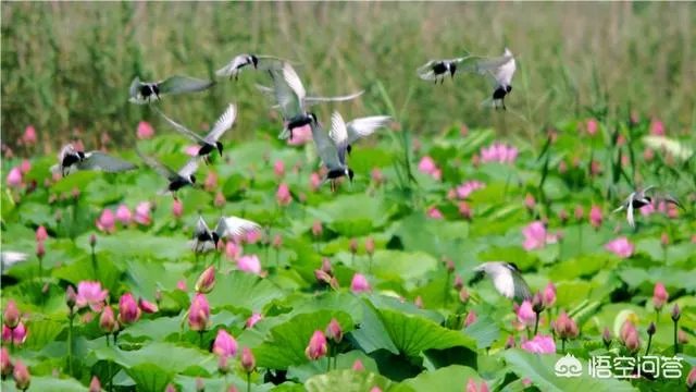 济宁有哪些旅游景点？