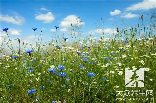 马鞭草有什么功效