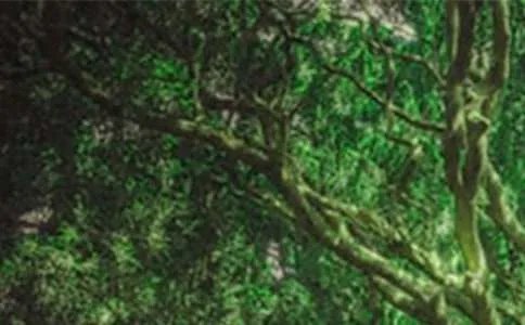 重庆森林的经典台词