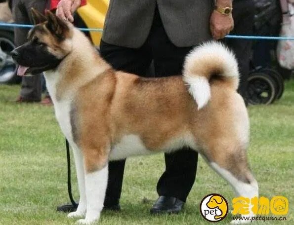 美系秋田犬是怎么来的，和日系秋田有什么区别