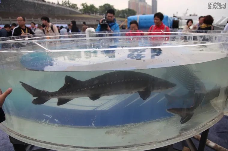 中华鲟多少钱一斤 中华鲟鱼价格和营养功效