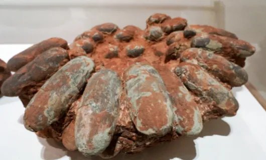 恐龙蛋化石价格行情