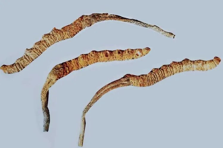 冬虫夏草长什么样子图片