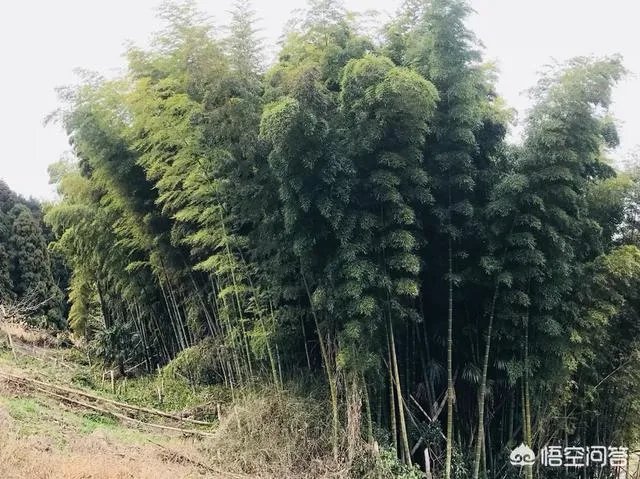 请问最近有没有去过高野山的朋友?