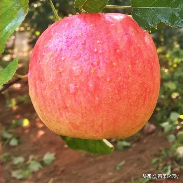 进入9月份了中晚熟水果陆续进入成熟采摘期，可是今年的水果价格怎么这么低？