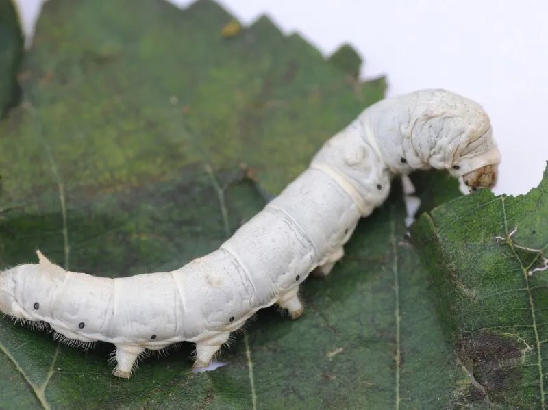 僵蚕的作用与功效