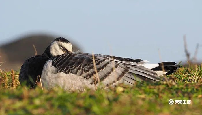 藤壶鹅为什么摔不死