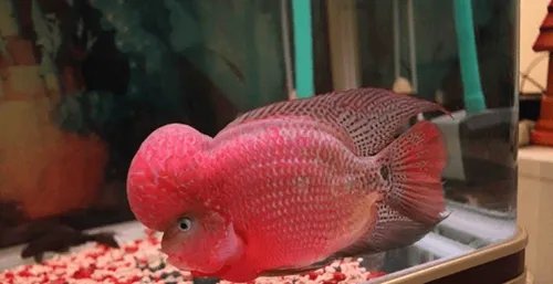 寿星鱼吃什么饲料  寿星鱼的常见病害有哪些