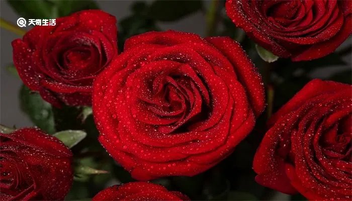 十九朵玫瑰花代表什么意思