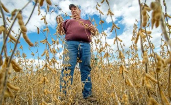 收获季节一般是什么时候？