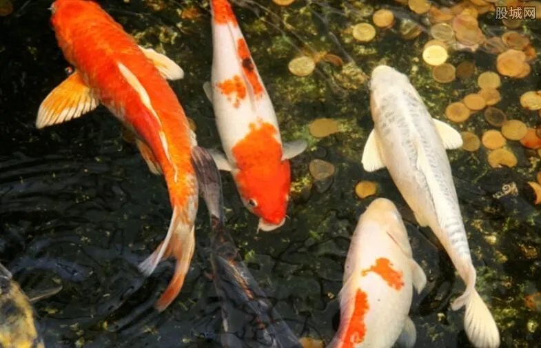 锦鲤大概价格多少钱？ 购买时如何选购锦鲤