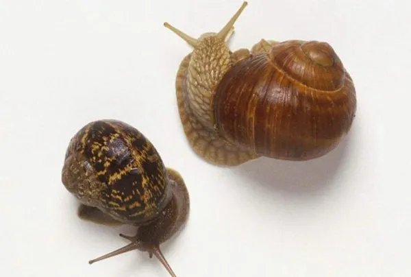 夏眠的动物有哪些10个，不冬眠选择夏眠的动物都有哪些