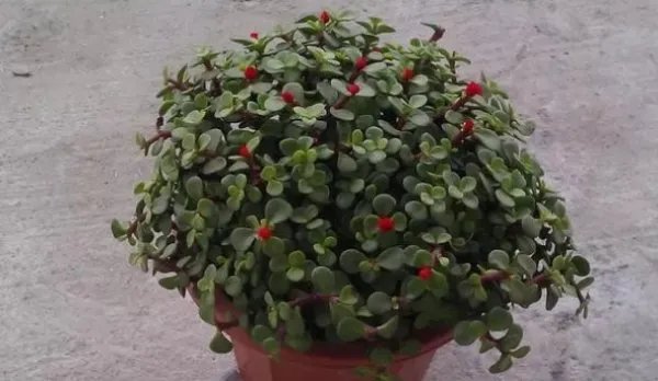 多肉的分类是哪几个？