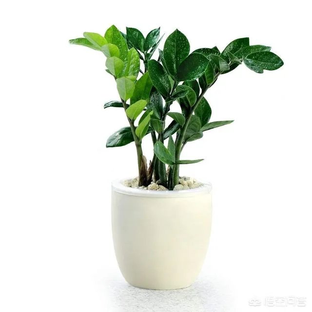 金钱树该怎么养？