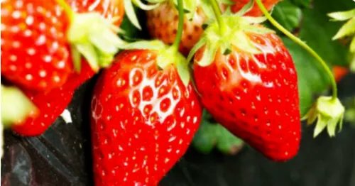 合肥土特产有哪些?