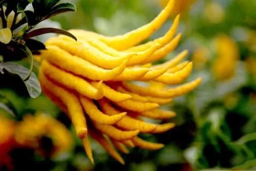 金华有哪些特色的美食？