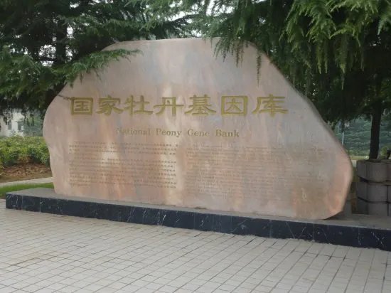 洛阳哪个牡丹园最好？具体说说可以吗？