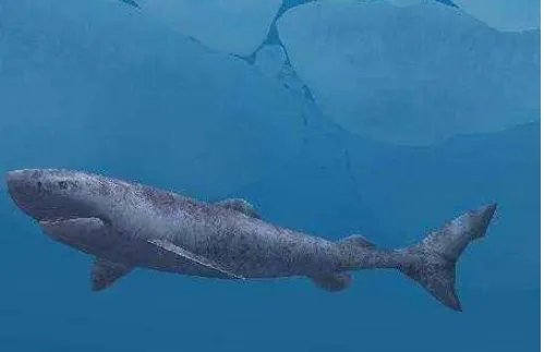 格陵兰鲨鱼寿命为什么这么长