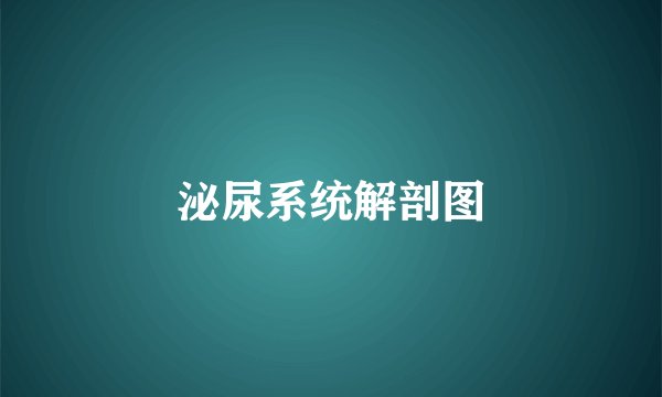 泌尿系统解剖图