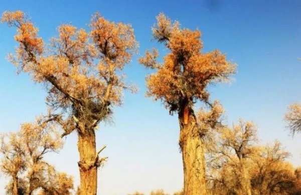 中国最美的胡杨林在哪？