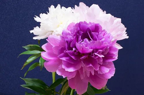 花中之王是什么花 盘点十大名花录