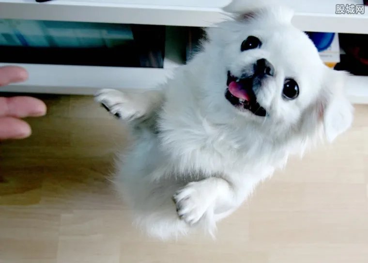 宠物能买保险吗 宠物保险又有哪几种？