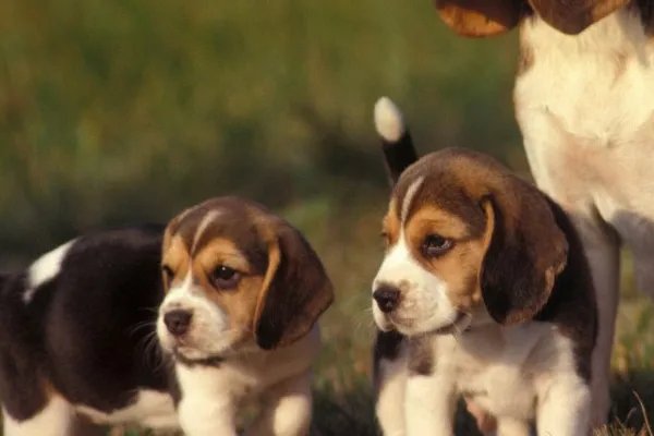 比格犬智商是怎么排名的？