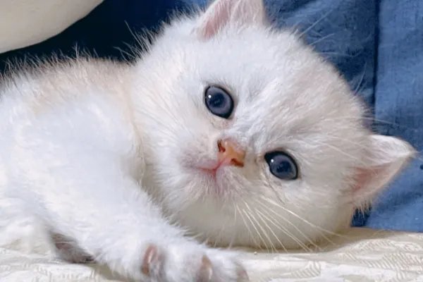 女子花25万克隆去世宠物狗，如何看待这种行为呢？你会克隆去世宠物吗？