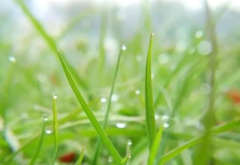 天街小雨润如酥,草色遥看近却无描写是哪个季节？