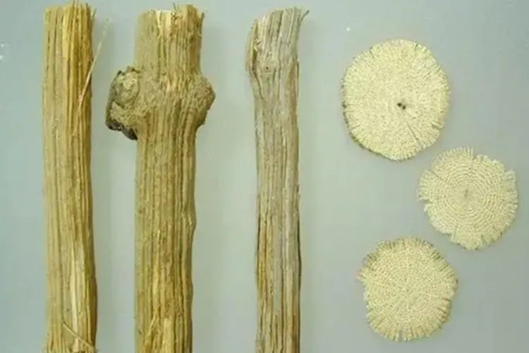 小木通的功效与作用图片