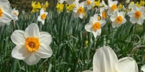 关于水仙花的传说有哪些？