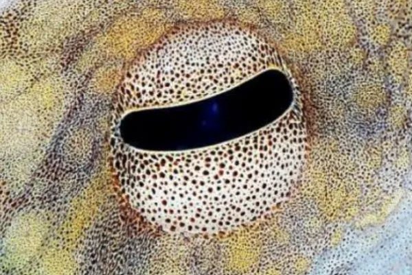 十大最奇特的动物眼睛