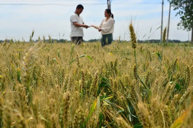 今年小麦预计涨到多少钱一斤 2020价格行情公布