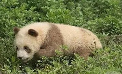 全球唯一白色大熊猫长大变金白色，它的毛发为何会变色呢？