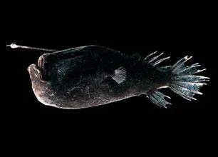 头上长尖角的鱼叫什么图片