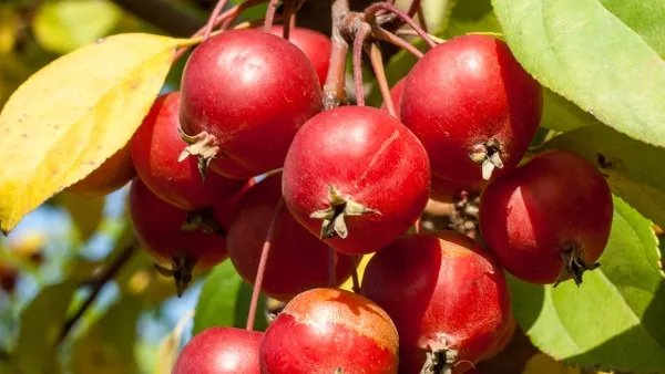 消化不良吃什么水果