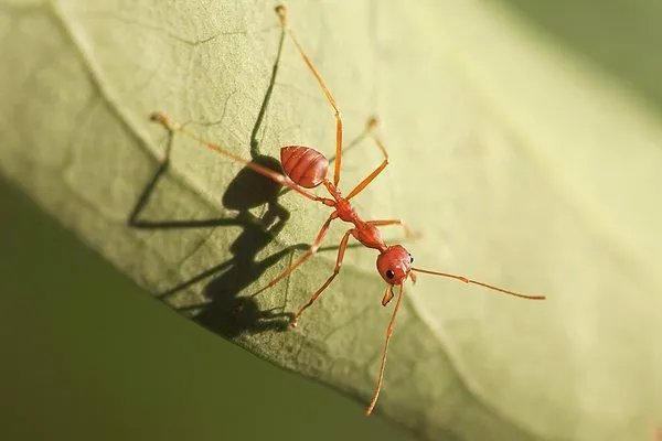 床上极小的小红蚂蚁用什么杀死它